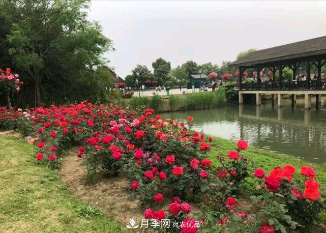 中国三大月季名园，爱月季的你一定要去的三大月季园！(图3)