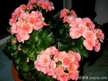 海棠花Zui具特色的6个品种