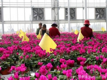 扬州高邮：每天发货30万株，花工厂绽放乡村振兴致富花