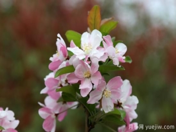 园林绿化树种海棠的品种和介绍