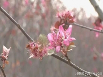 菏泽成武：千亩海棠反季节开花，逆袭深秋成一景