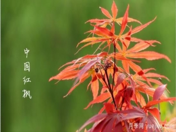 红枫，4个红枫品种是秋日植物里亮丽的风景线
