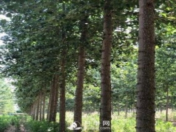 河南周口：培育出不飞絮的杨树新品种