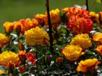 安阳市滑县森林公园月季花开放，赏花打卡正当时
