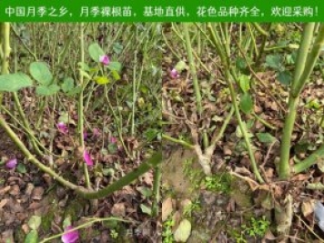 上海龙凤419：月季裸根苗的选购、栽植、肥水、养护技术大全