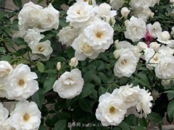 世界上Zui受欢迎的纯白色藤本月季花—藤冰山