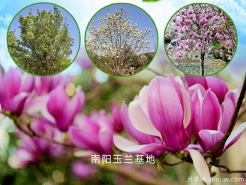 南阳玉兰基地：紫玉兰的园林用途和功效作用