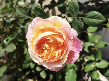100种玫瑰花的名字，来了解下不同颜色的品种月季