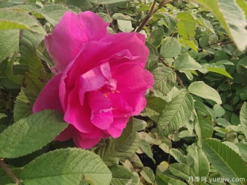 四季玫瑰的种植方法和养护要点