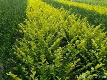 大叶黄杨的养殖护理