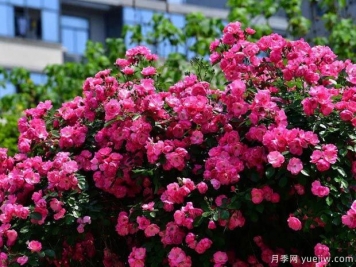 武汉新增多条绝美月季花道，江城处处花海景观