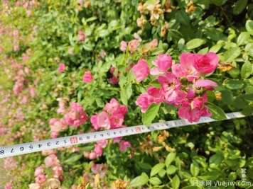 安吉拉月季盆栽苗，60厘米高基地发货