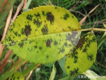 深秋天季节月季出现斑点的病害原因与防治