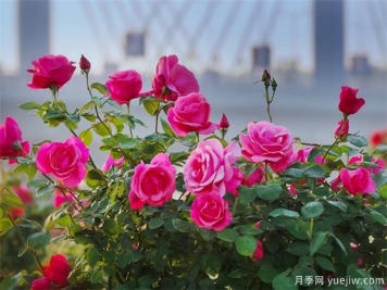 月季盛会，南阳将举办2023中国·南阳首届世界月季博览会