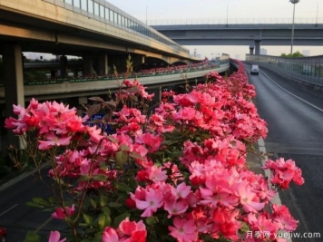 30万株新品种，杭州高架月季会带来什么样的惊喜？