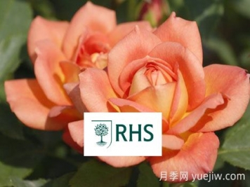 英国皇家园艺学会(RHS)与花园优异奖(AGM)知多少