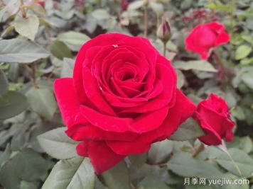 原产中国的玫瑰花(月季花)，是如何成为美国国花的？