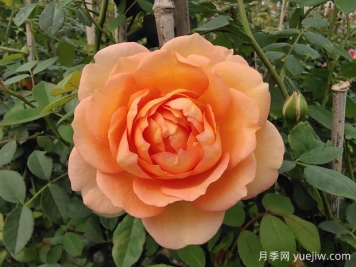 中国月季：欧洲玫瑰花的祖宗，为世界园艺做出了巨大贡献
