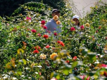 南宁花卉公园3万株月季入盛花期，市民闻香而来