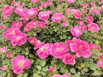 仙境盆栽月季杯苗粉色丰花，绿化工程批发