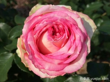 我的玫瑰月季/我的花