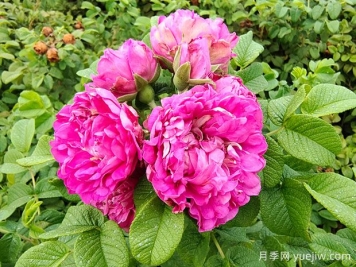 紫枝玫瑰，一年多次开花的绿化玫瑰