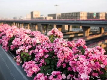 杭州高架月季实现定期开花，是如何进行花期调控的？