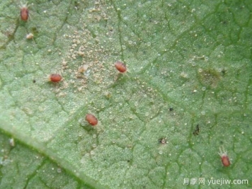 月季常见病虫害之红蜘蛛的习性和防治措施