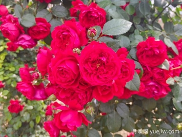 6款红色系的藤本月季品种，适合打造网红花墙