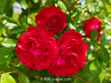 月季红木香爆花机器，花艳丽花量大花期长