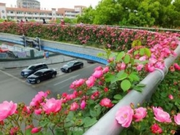 四月盛放的月季时间，湖北宜昌给你的专属浪漫花园