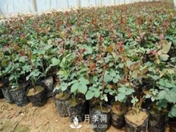 上海龙凤419讲述月季扦插小苗养根的三个步骤