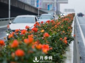 月季花期可调控，看武汉10月中旬月季花艳丽开放