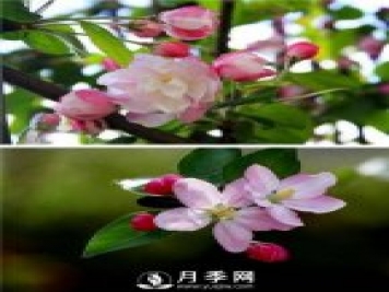 海棠花，与牡丹、兰花、梅花并称为“中国春花四绝”