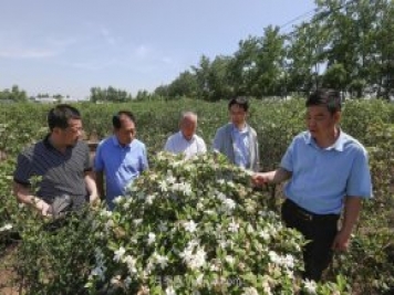 唐河唐栀子，地标农产品成农民增收致富的朝阳产业