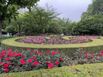上海复兴公园月季园，月季花开献给市民的视觉盛宴