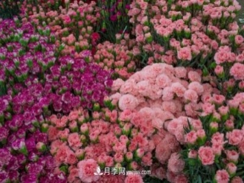 中国6大花市，全国花卉批发市场介绍
