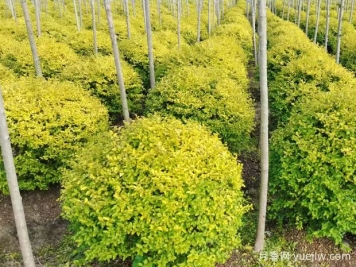 荆门沙洋县十里铺镇4万亩苗木成为致富的绿色产业