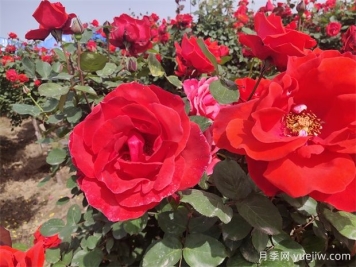 月季、玫瑰、蔷薇分别是什么？如何区别？