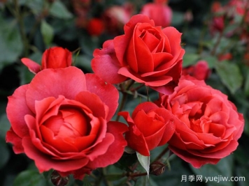 21朵玫瑰：不只是浪漫，还藏着这些深意