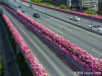 杭州高架月季初开，2024年又到走花路时间
