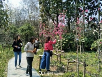上海植物园首现最红最纯的玉兰新品种