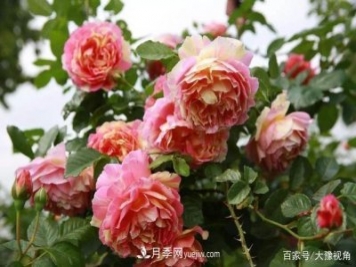 河南省各市市花，洛阳牡丹最出名，月季最受欢迎
