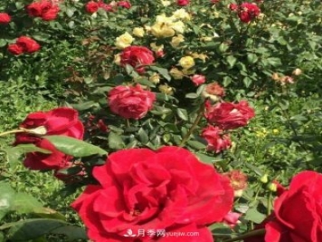 山西运城农民柳庚申建当地精品月季园，种植300多个月季花品种
