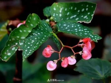 网红花卉之鳟鱼秋海棠，叶奇花美，如何进行日常养护